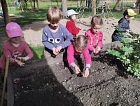 Naše zahrádka - obrázek číslo: 6