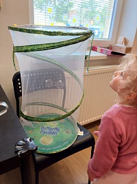 Chováme motýlky - obrázek číslo: 11