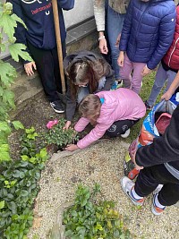 Výsadba růže Želešická růže - obrázek číslo: 5