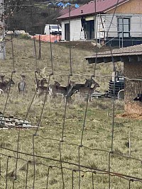 ŠD - výlet do dančí obory a návštěva cukrárny - obrázek číslo: 1