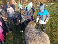 Pásl ovčák ovce - obrázek číslo: 12