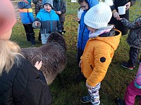 Pásl ovčák ovce - obrázek číslo: 5