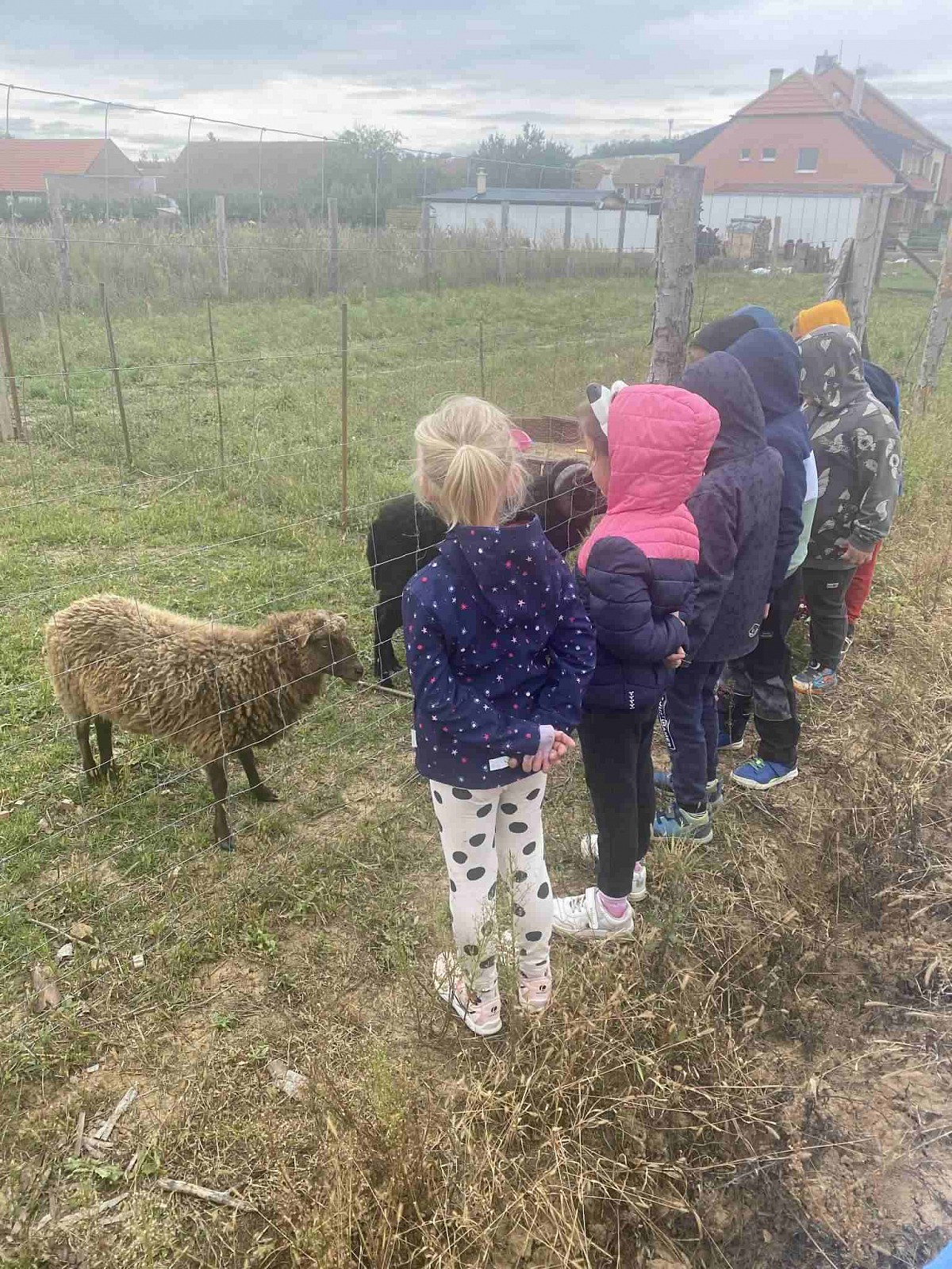 ŠD - návštěva oveček - obrázek: 5.jpg