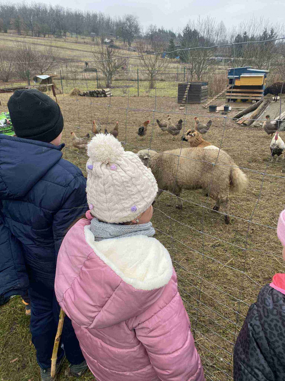 ŠD - návštěva zvířátek v Silůvkách - obrázek: 2.jpg