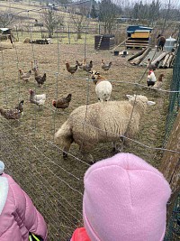 ŠD - návštěva zvířátek v Silůvkách - obrázek číslo: 4