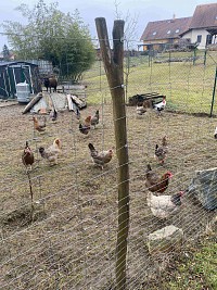 ŠD - návštěva zvířátek v Silůvkách - obrázek číslo: 5